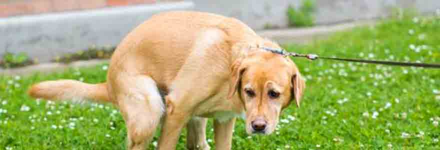 diarrhée chez les chiens